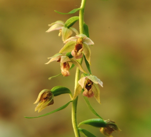 Epipactis helleborine